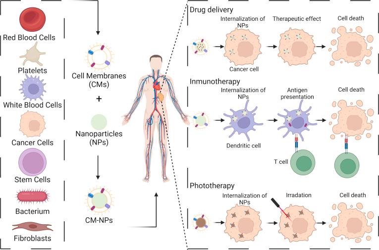 https://cdn.ncbi.nlm.nih.gov/pmc/blobs/c51d/12088825/ec9d5c6b8d40/gr2.jpg