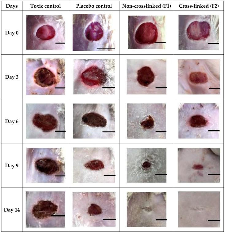 https://cdn.ncbi.nlm.nih.gov/pmc/blobs/c524/8875374/9dce052d069f/pharmaceutics-14-00273-g013.jpg