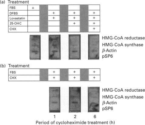 https://cdn.ncbi.nlm.nih.gov/pmc/blobs/c526/1137773/104d074074a1/biochemj00097-0329-a.jpg