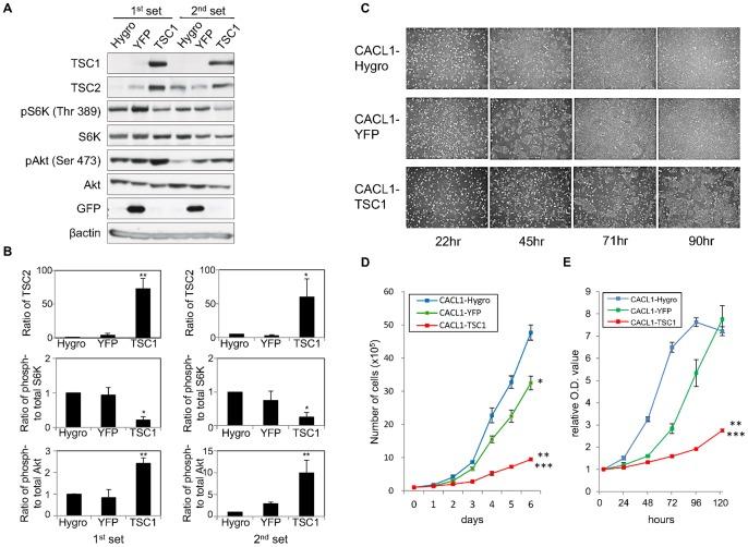 https://cdn.ncbi.nlm.nih.gov/pmc/blobs/c528/3552859/7c2fc39c6a67/pone.0054503.g001.jpg