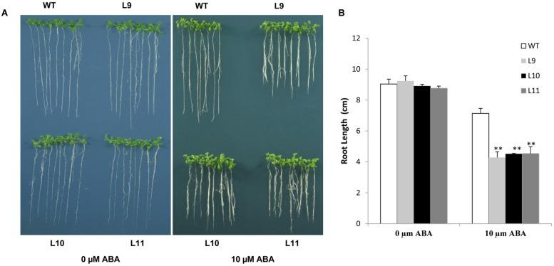 https://cdn.ncbi.nlm.nih.gov/pmc/blobs/c528/4716647/b0d679f11bc8/fpls-06-01174-g008.jpg