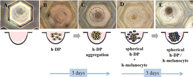 https://cdn.ncbi.nlm.nih.gov/pmc/blobs/c52a/6283238/49486a4f255c/BEM-39-595-g002.jpg