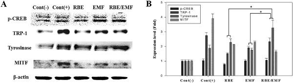 https://cdn.ncbi.nlm.nih.gov/pmc/blobs/c52a/6283238/e3d8681ed802/BEM-39-595-g004.jpg