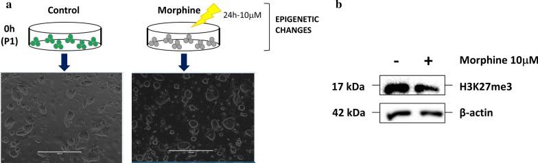 https://cdn.ncbi.nlm.nih.gov/pmc/blobs/c52e/7654014/a9f2248cc761/13148_2020_955_Fig1_HTML.jpg