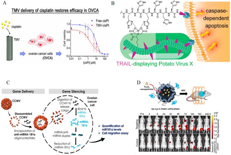 https://cdn.ncbi.nlm.nih.gov/pmc/blobs/c533/11759177/3bb497c5be07/bioengineering-12-00007-g003.jpg