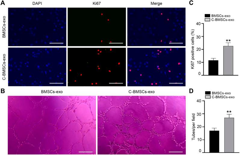 https://cdn.ncbi.nlm.nih.gov/pmc/blobs/c53d/9043110/670eee1d4566/fbioe-10-868734-g004.jpg
