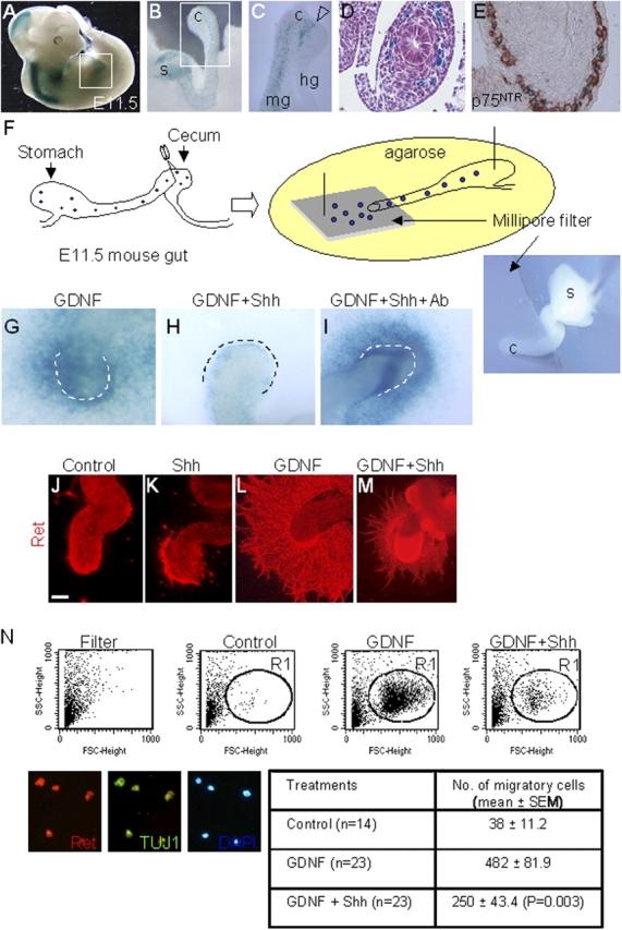 https://cdn.ncbi.nlm.nih.gov/pmc/blobs/c53e/2172437/947760b7523a/200401077f5.jpg