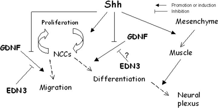 https://cdn.ncbi.nlm.nih.gov/pmc/blobs/c53e/2172437/e3f24d1e2f67/200401077f9.jpg