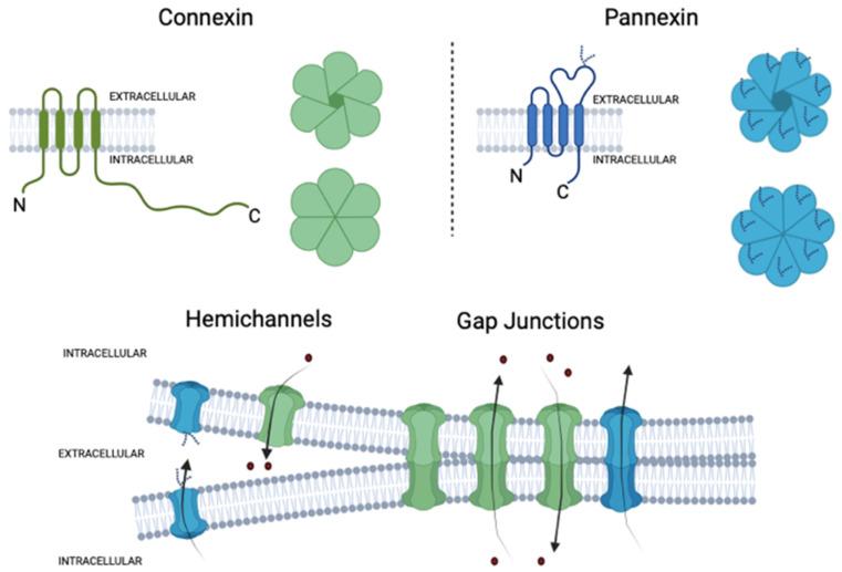 https://cdn.ncbi.nlm.nih.gov/pmc/blobs/c542/9785367/6c53810e0905/ijms-23-15936-g003.jpg