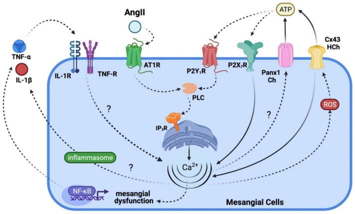 https://cdn.ncbi.nlm.nih.gov/pmc/blobs/c542/9785367/c9310e409881/ijms-23-15936-g005.jpg
