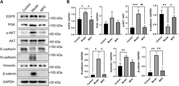 https://cdn.ncbi.nlm.nih.gov/pmc/blobs/c543/9389883/b439fcee6e0a/fphar-13-927731-g008.jpg