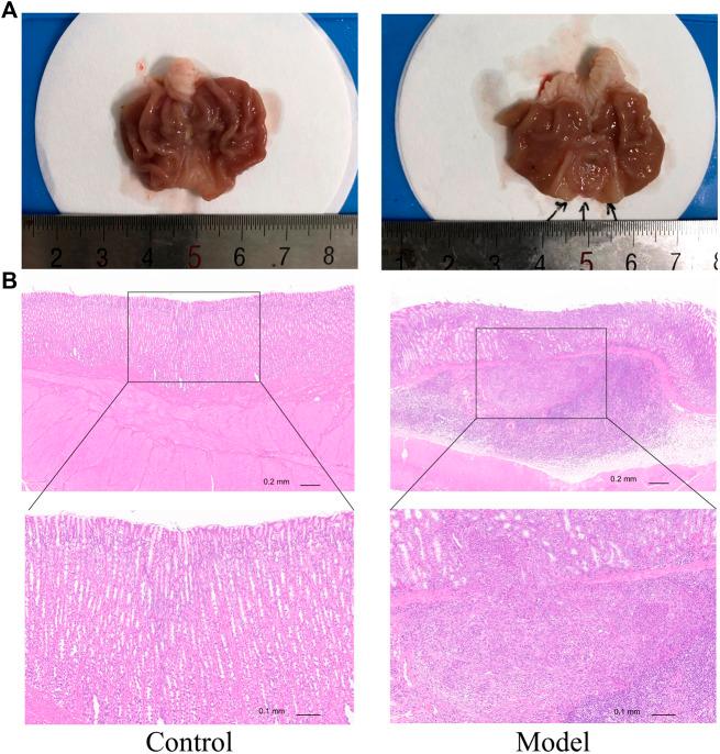 https://cdn.ncbi.nlm.nih.gov/pmc/blobs/c543/9389883/eaf533da6292/fphar-13-927731-g004.jpg