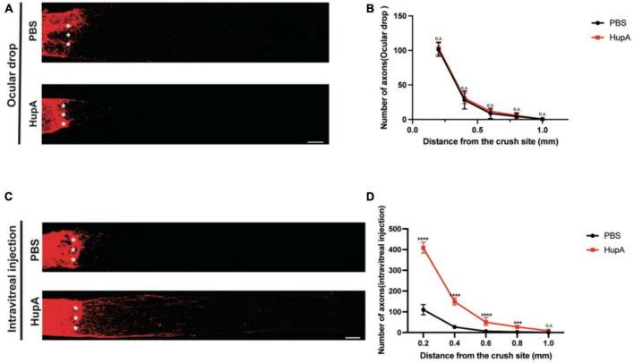 https://cdn.ncbi.nlm.nih.gov/pmc/blobs/c544/10244636/3b8a7772315a/fncel-17-1145574-g002.jpg