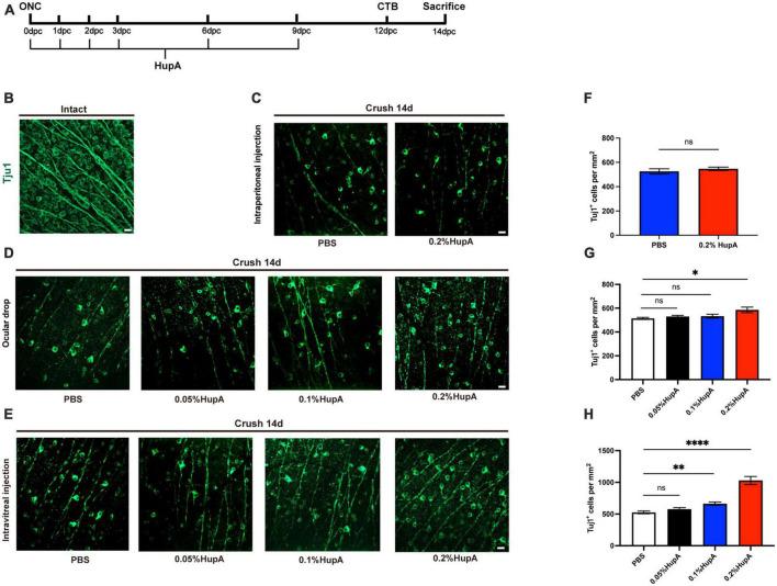 https://cdn.ncbi.nlm.nih.gov/pmc/blobs/c544/10244636/c3e40045d68c/fncel-17-1145574-g001.jpg
