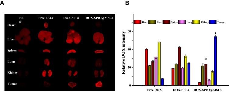https://cdn.ncbi.nlm.nih.gov/pmc/blobs/c546/7185325/7d43f4b4a6ab/IJN-15-2873-g0005.jpg
