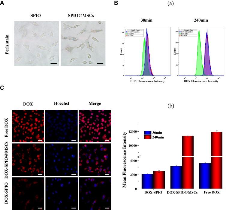 https://cdn.ncbi.nlm.nih.gov/pmc/blobs/c546/7185325/94c5ad7fb2c2/IJN-15-2873-g0003.jpg