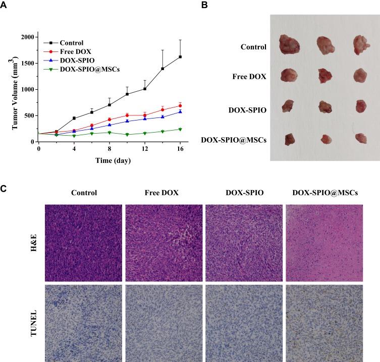 https://cdn.ncbi.nlm.nih.gov/pmc/blobs/c546/7185325/a74c88d60a60/IJN-15-2873-g0006.jpg