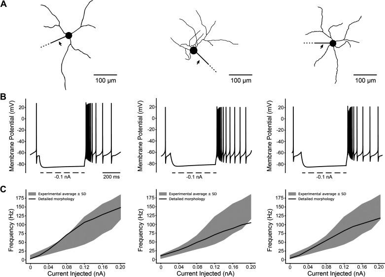 https://cdn.ncbi.nlm.nih.gov/pmc/blobs/c54b/11383608/5243e7972267/jn.00287.2023_f008.jpg