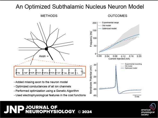 https://cdn.ncbi.nlm.nih.gov/pmc/blobs/c54b/11383608/5812214253d6/jn-00287-2023r01.jpg