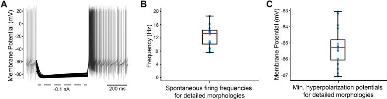 https://cdn.ncbi.nlm.nih.gov/pmc/blobs/c54b/11383608/aa6818a16c76/jn.00287.2023_f007.jpg