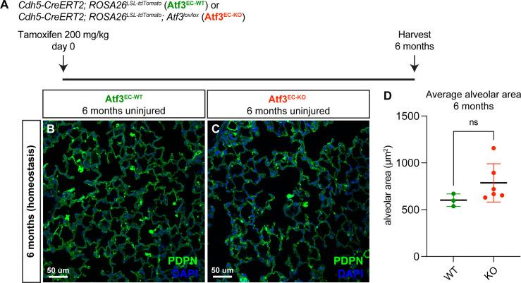 https://cdn.ncbi.nlm.nih.gov/pmc/blobs/c54c/10219650/0ae2281bb639/elife-83835-fig3-figsupp4.jpg