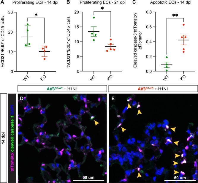 https://cdn.ncbi.nlm.nih.gov/pmc/blobs/c54c/10219650/17a890fe9f07/elife-83835-fig6.jpg