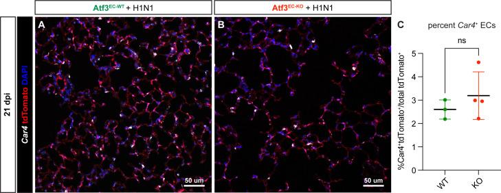 https://cdn.ncbi.nlm.nih.gov/pmc/blobs/c54c/10219650/370519c3597e/elife-83835-fig5-figsupp3.jpg