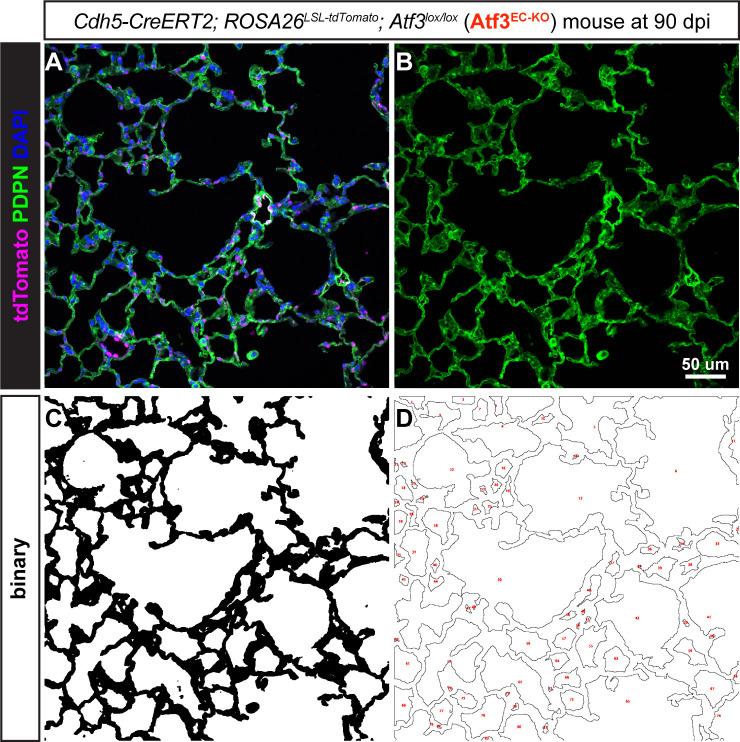 https://cdn.ncbi.nlm.nih.gov/pmc/blobs/c54c/10219650/a4745e014a38/elife-83835-fig3-figsupp1.jpg