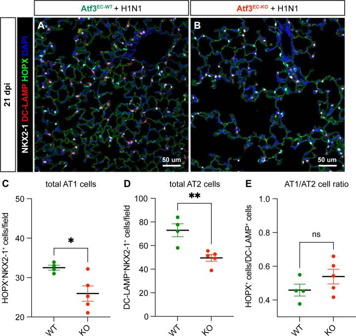 https://cdn.ncbi.nlm.nih.gov/pmc/blobs/c54c/10219650/dd62dbd06f6e/elife-83835-fig5-figsupp2.jpg