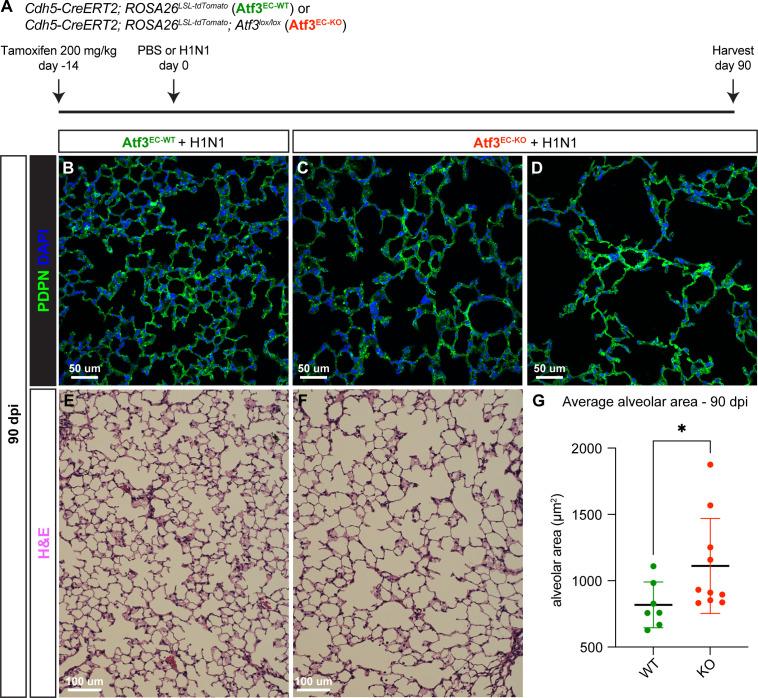 https://cdn.ncbi.nlm.nih.gov/pmc/blobs/c54c/10219650/e2eae634f2bb/elife-83835-fig7.jpg