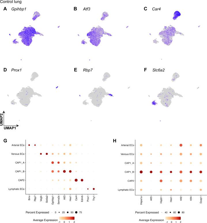 https://cdn.ncbi.nlm.nih.gov/pmc/blobs/c54c/10219650/fc56dd5c8967/elife-83835-fig1-figsupp1.jpg