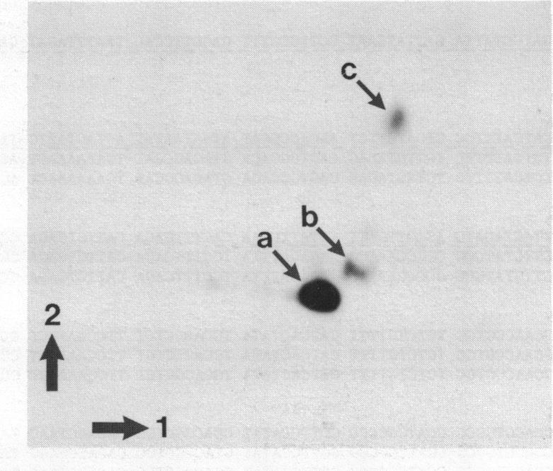 https://cdn.ncbi.nlm.nih.gov/pmc/blobs/c54e/318818/c80ca04b468c/nar00328-0046-a.jpg