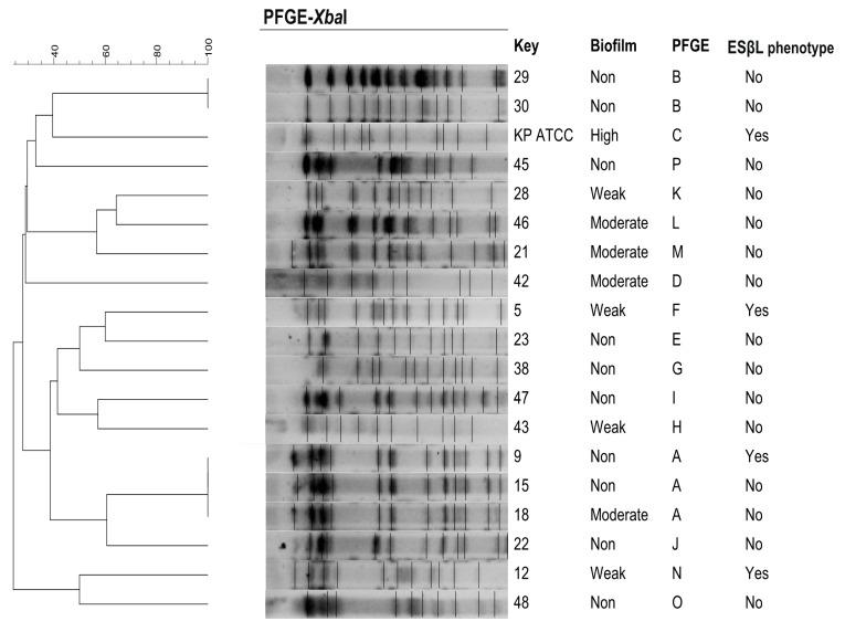 https://cdn.ncbi.nlm.nih.gov/pmc/blobs/c54e/8541166/0c540aa45dba/pathogens-10-01345-g002.jpg
