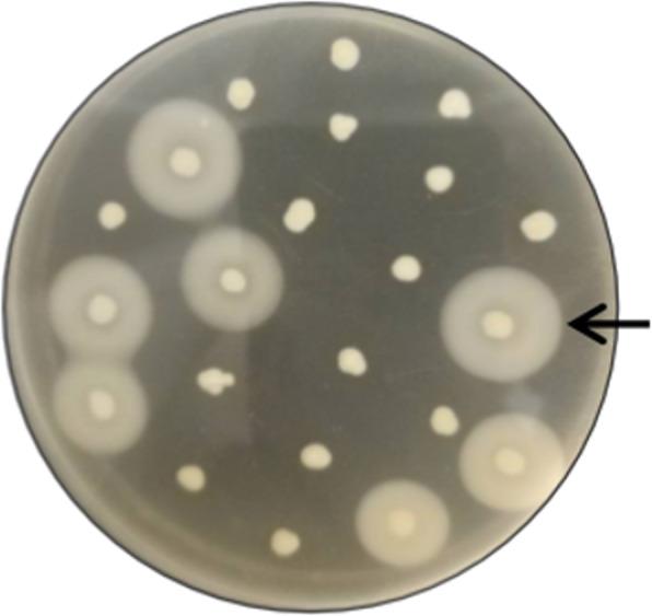 https://cdn.ncbi.nlm.nih.gov/pmc/blobs/c550/8353737/cdf5d72c7a88/12896_2021_708_Fig1_HTML.jpg