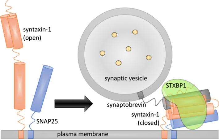 https://cdn.ncbi.nlm.nih.gov/pmc/blobs/c551/5606886/51af212f917e/MGG3-5-495-g001.jpg