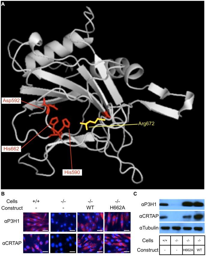 https://cdn.ncbi.nlm.nih.gov/pmc/blobs/c553/3900401/26a09dc578cf/pgen.1004121.g001.jpg