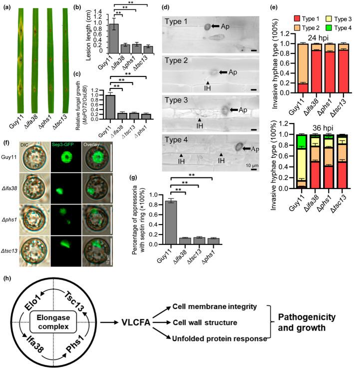 https://cdn.ncbi.nlm.nih.gov/pmc/blobs/c554/11246601/0ec601d66d53/MPP-25-e13494-g001.jpg