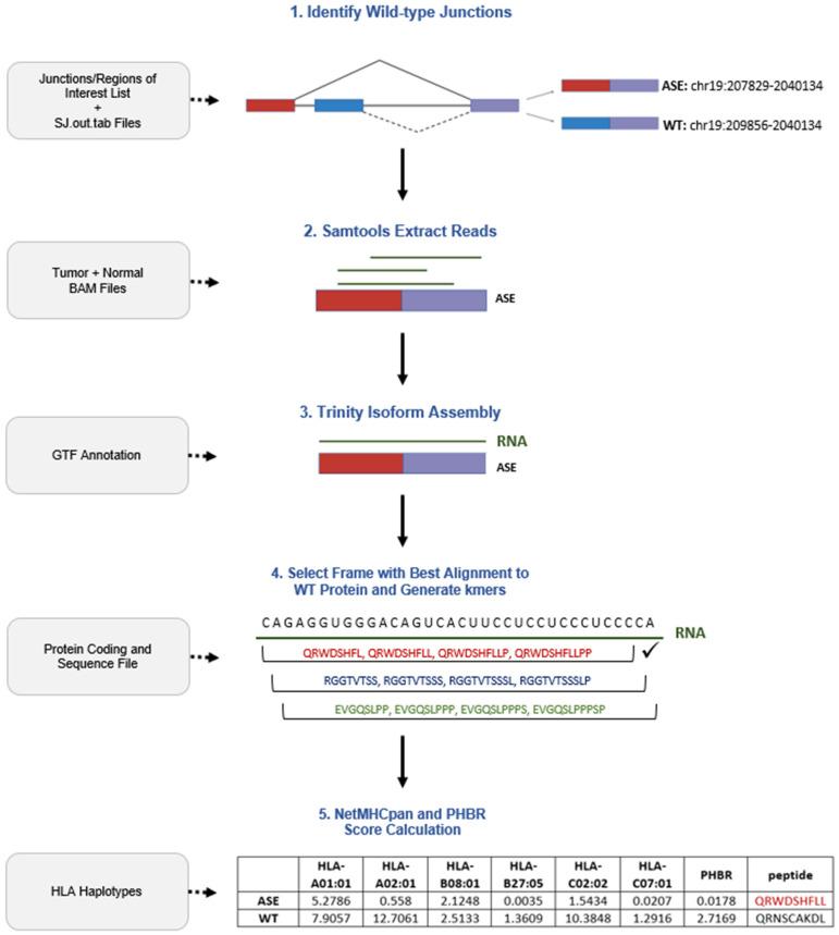 https://cdn.ncbi.nlm.nih.gov/pmc/blobs/c554/11720059/c4d1dbf0044b/ijms-26-00205-g002.jpg