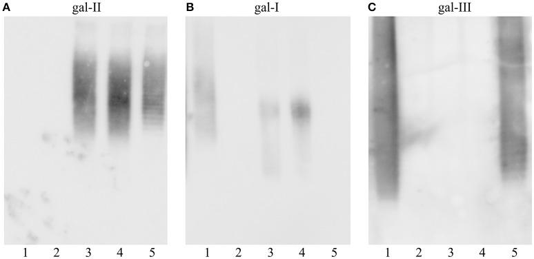 https://cdn.ncbi.nlm.nih.gov/pmc/blobs/c558/5403891/8c107d73645e/fmicb-08-00684-g0003.jpg