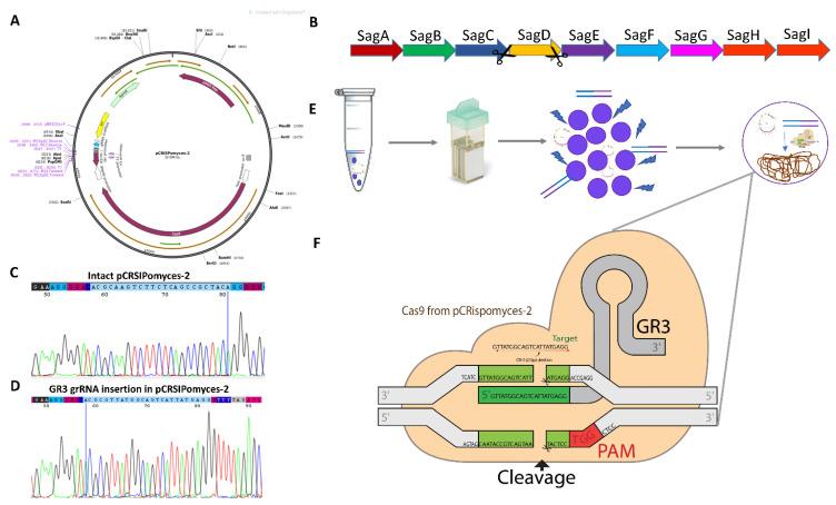 https://cdn.ncbi.nlm.nih.gov/pmc/blobs/c55a/8953821/c698790b3614/microorganisms-10-00635-g001.jpg