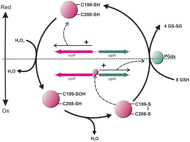 https://cdn.ncbi.nlm.nih.gov/pmc/blobs/c55b/3511568/8a27dc1a9e05/pone.0050588.g010.jpg
