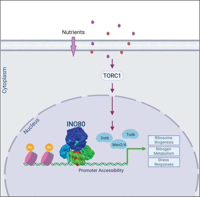 https://cdn.ncbi.nlm.nih.gov/pmc/blobs/c55e/7300377/f107514e11d6/gr2.jpg