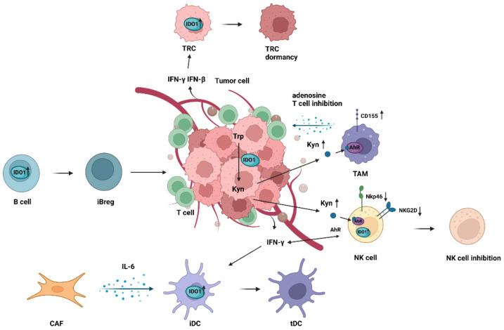 https://cdn.ncbi.nlm.nih.gov/pmc/blobs/c55e/9179436/b8e72ef01e7c/cancers-14-02756-g003.jpg