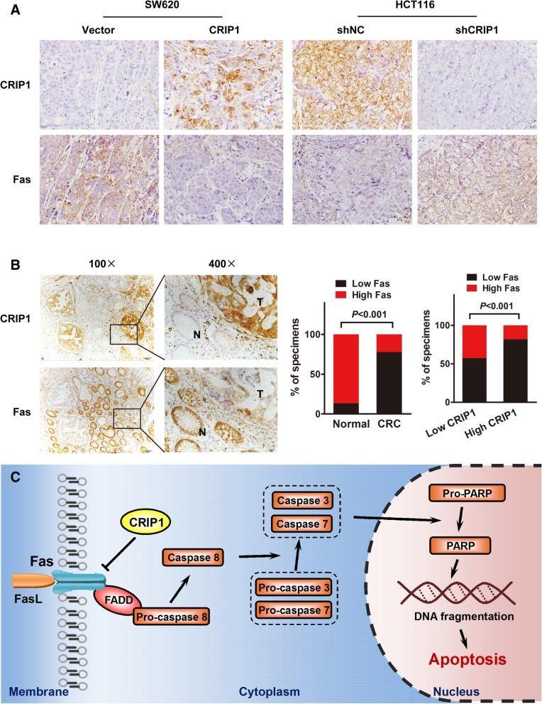 https://cdn.ncbi.nlm.nih.gov/pmc/blobs/c561/6408822/b2483acb54aa/13046_2019_1117_Fig6_HTML.jpg