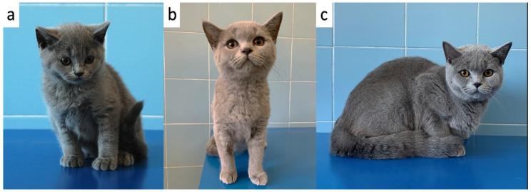 https://cdn.ncbi.nlm.nih.gov/pmc/blobs/c561/8950234/eb61f49ac6fa/vetsci-09-00140-g005.jpg