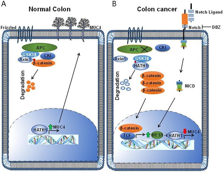 https://cdn.ncbi.nlm.nih.gov/pmc/blobs/c563/4979589/89021ae7bbbe/ganc-07-154-g007.jpg