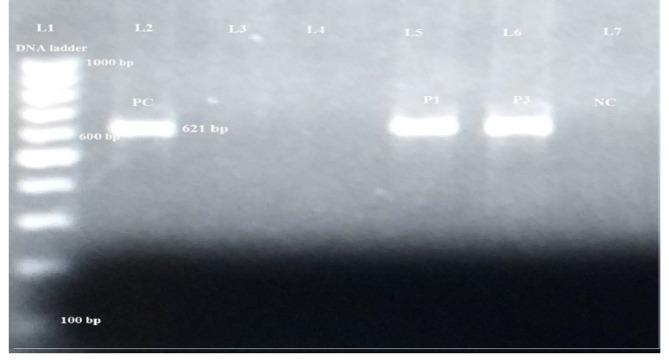 https://cdn.ncbi.nlm.nih.gov/pmc/blobs/c564/10210380/088a39301d4a/12866_2023_2906_Fig2_HTML.jpg