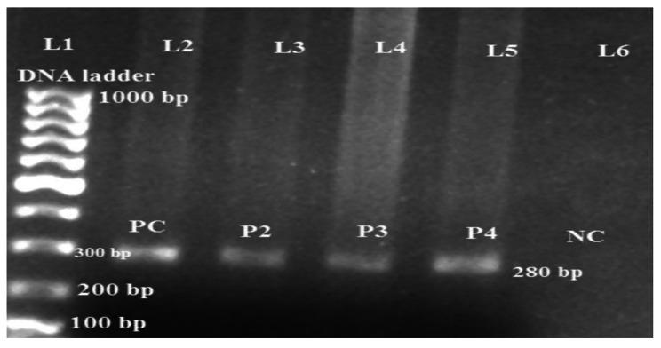 https://cdn.ncbi.nlm.nih.gov/pmc/blobs/c564/10210380/71ae57f73195/12866_2023_2906_Fig4_HTML.jpg