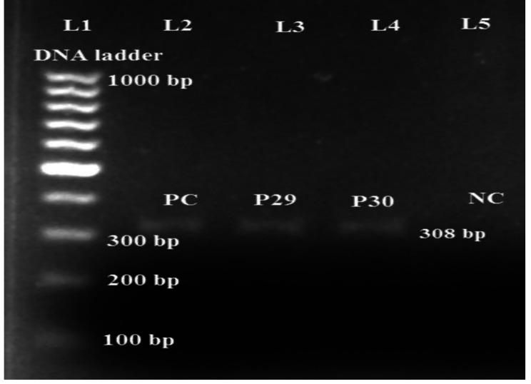 https://cdn.ncbi.nlm.nih.gov/pmc/blobs/c564/10210380/7d1a9805d199/12866_2023_2906_Fig3_HTML.jpg