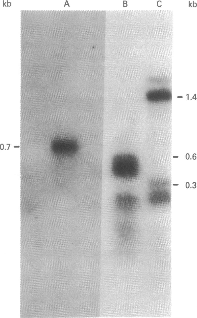 https://cdn.ncbi.nlm.nih.gov/pmc/blobs/c565/384101/e6d8d794bfcd/pnas00641-0060-a.jpg